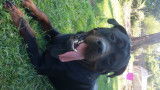 Superbe Rottweiler de 5 ans cherche fiancée