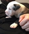 American Bully  XL haut pedigree ABKC à vendre