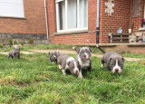 American Bully  XL haut pedigree ABKC à vendre