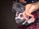 American Bully  XL haut pedigree ABKC à vendre
