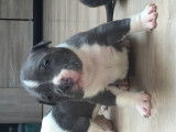 American Bully  XL haut pedigree ABKC à vendre