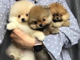 Magnifiques chiots spitz POMERANIAN nounours