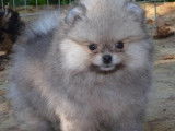 Magnifiques chiots spitz POMERANIAN nounours