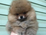 Magnifiques chiots spitz POMERANIAN nounours