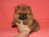 Magnifiques chiots spitz POMERANIAN nounours