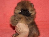 Magnifiques chiots spitz POMERANIAN nounours