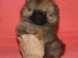 Magnifiques chiots spitz POMERANIAN nounours
