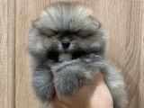 Magnifiques chiots spitz POMERANIAN nounours