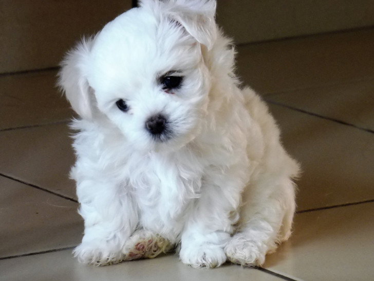 Vend 4 chiots Bichons maltais 2 mâles & 2 femelles