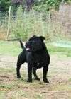 Étalon Staffordshire Bull Terrier disponible pour saillie