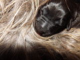 Chiots Briards noirs