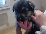 Chiots Berger Allemand à vendre