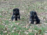 Chiots Berger Allemand à vendre