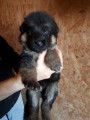 Chiots Bergers Allemands noirs et feu à vendre
