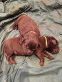 Vends chiots Labradors chocolats LOF – 900 €