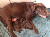 Vends chiots Labradors chocolats LOF – 900 €