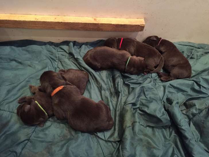 Vends chiots Labradors chocolats LOF – 900 €