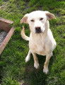 Crois&eacute; Golden/Labrador &agrave; vendre