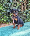 Chiots de race Pinscher Nain &agrave; vendre (2 femelles & 2 m&acirc;les)