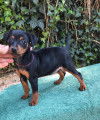 Chiots de race Pinscher Nain &agrave; vendre (2 femelles & 2 m&acirc;les)