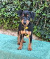 Chiots de race Pinscher Nain &agrave; vendre (2 femelles & 2 m&acirc;les)