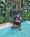 Chiots de race Pinscher Nain &agrave; vendre (2 femelles & 2 m&acirc;les)