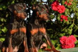 Chiots de race Pinscher Nain &agrave; vendre (2 femelles & 2 m&acirc;les)