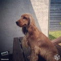 Cocker Anglais LOF disponible pour saillie