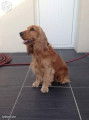 Cocker Anglais LOF disponible pour saillie