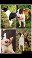 Superbe Bull Terrier disponible pour saillie