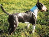 Superbe Bull Terrier disponible pour saillie