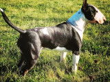 Superbe Bull Terrier disponible pour saillie