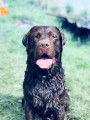 Labrador chocolat disponible pour sailie