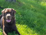 Labrador chocolat disponible pour sailie
