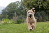 Rare : découvrez le Terrier Irlandais à poils doux