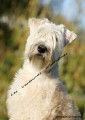 Rare : découvrez le Terrier Irlandais à poils doux