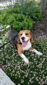 De race Beagle disponible pour saillie