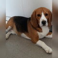 De race Beagle disponible pour saillie