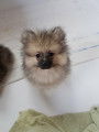 Chiot Spitz nain non LOF &agrave; vendre