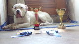 De race Bouledogue Américain disponible pour saillie