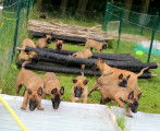 Chiots mâles et femelles Bergers Malinois LOF disponibles