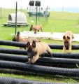 Chiots mâles et femelles Bergers Malinois LOF disponibles