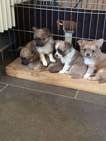 Chiots de race Chihuahua à vendre (3 femelles & 1 mâle)