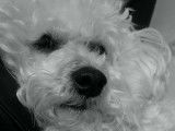 Recherche mâle Bichon Frisé LOF pour saillie