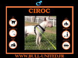 Ciroc, Bull Terrier à vendre