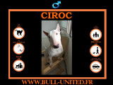 Ciroc, Bull Terrier à vendre