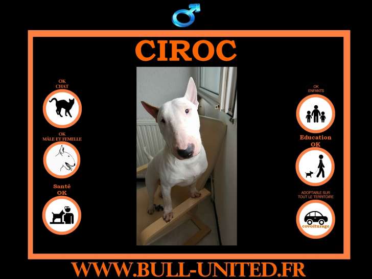 Ciroc Bull Terrier A Vendre Petite Annonce Chien
