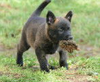 Chiots Bergers Hollandais LOF à vendre
