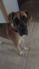 Recherche Dogue Allemand Pour Saillie Petite Annonce Chien