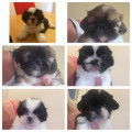 Vends superbes chiots Shih Tzu